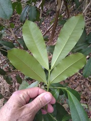 Baloghia inophylla