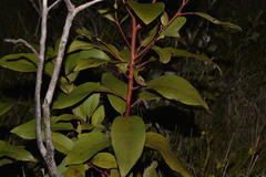 Lophostemon suaveolens