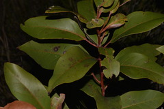 Lophostemon suaveolens