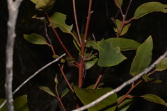 Lophostemon suaveolens