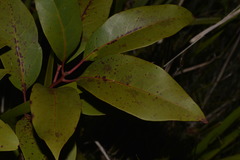 Lophostemon suaveolens