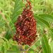Smooth Sumac - Photo (c) rmarusak, some rights reserved (CC BY-NC), uploaded by rmarusak