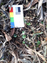 Corybas diemenicus