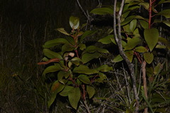 Lophostemon suaveolens