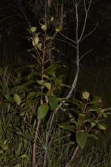 Lophostemon suaveolens