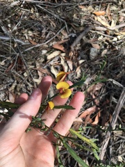 Bossiaea scolopendria