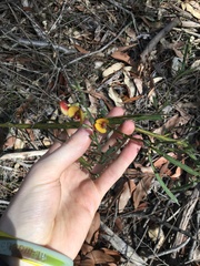 Bossiaea scolopendria