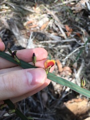 Bossiaea scolopendria