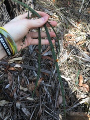 Bossiaea scolopendria