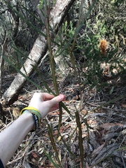 Bossiaea scolopendria