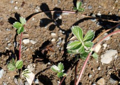 Potentilla stolonifera
