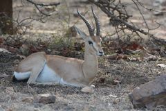 Gazella bennettii