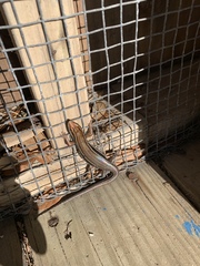 Plestiodon inexpectatus