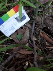 Corybas diemenicus