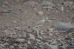 Burhinus indicus