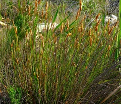 Elegia racemosa