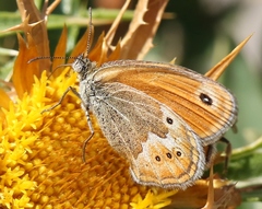 Coenonympha corinna