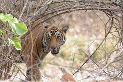 Panthera tigris tigris