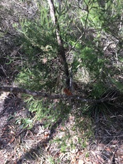 Banksia ericifolia