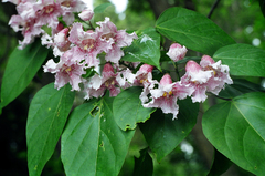 Catalpa bungei