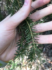 Banksia ericifolia
