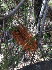 Banksia ericifolia