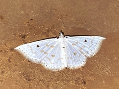 Derambila lumenaria