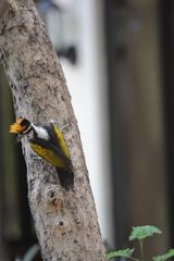 Chrysocolaptes festivus
