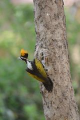 Chrysocolaptes festivus