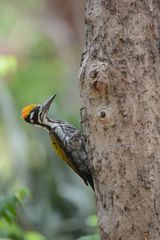 Chrysocolaptes festivus