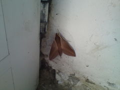 Theretra alecto