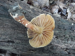 Cortinarius distans