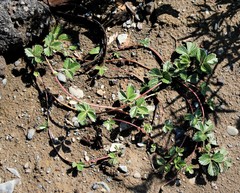 Potentilla stolonifera