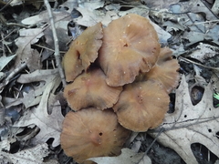 Cortinarius distans
