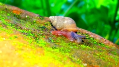 Gastropoda