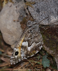 Hipparchia aristaeus