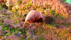 Gastropoda