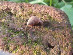Gastropoda