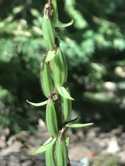 Platanthera bifolia