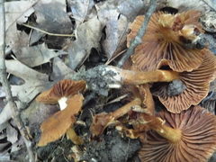 Cortinarius distans