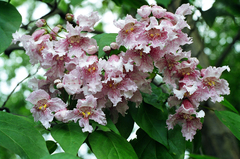 Catalpa bungei
