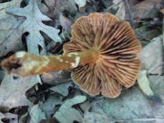 Cortinarius distans