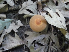 Cortinarius distans