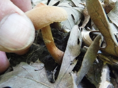 Cortinarius distans