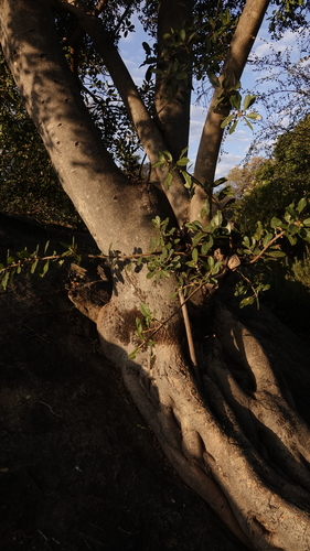 Ficus thonningii image