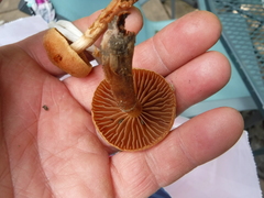 Cortinarius distans