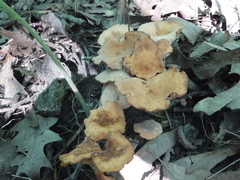 Cortinarius distans