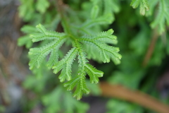 Selaginella repanda