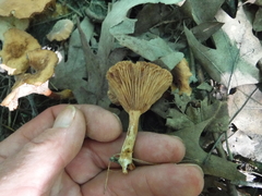Cortinarius distans