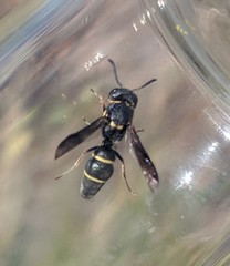 Leptochilus republicanus